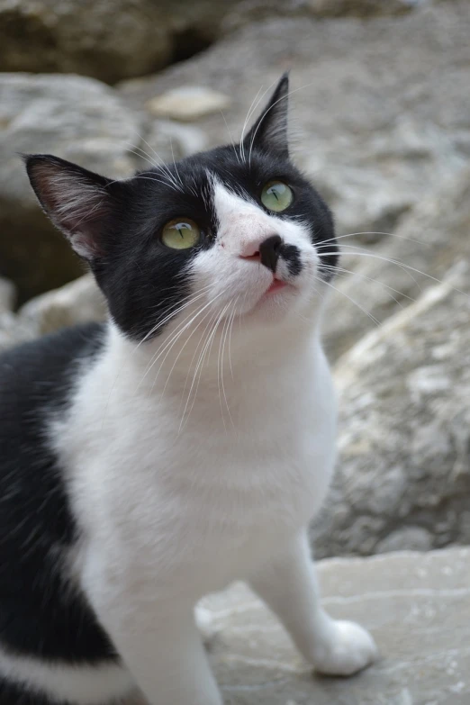 a black and white cat sitting on a rock, a portrait, greek nose, closeup photo, very sharp photo