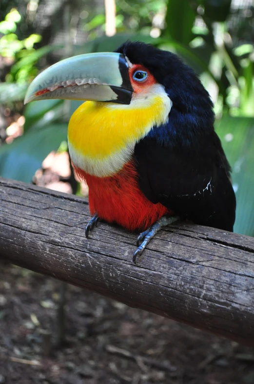 a colorful bird sitting on top of a wooden branch, flickr, sumatraism, 6 toucan beaks, but very good looking”, in the zoo exhibit, colorful”