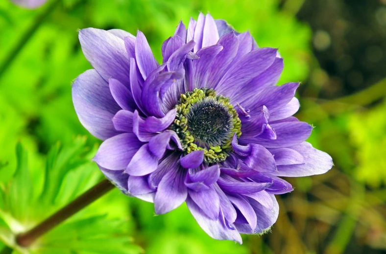 a close up of a purple flower with green leaves, by Jim Nelson, flickr, anemone, blue and green colours, various posed, beautiful flower