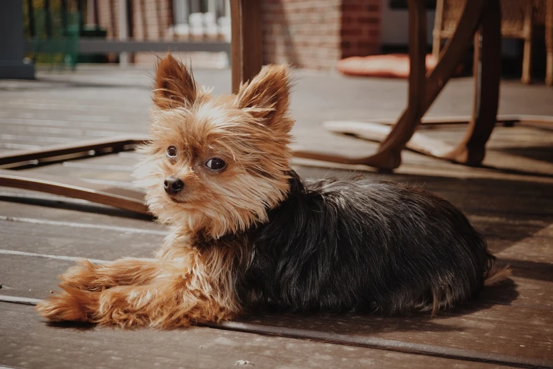 a small dog sitting on top of a wooden floor, a portrait, by Emma Andijewska, pexels, yorkshire terrier, warm weather, on the sidewalk, ornately detailed