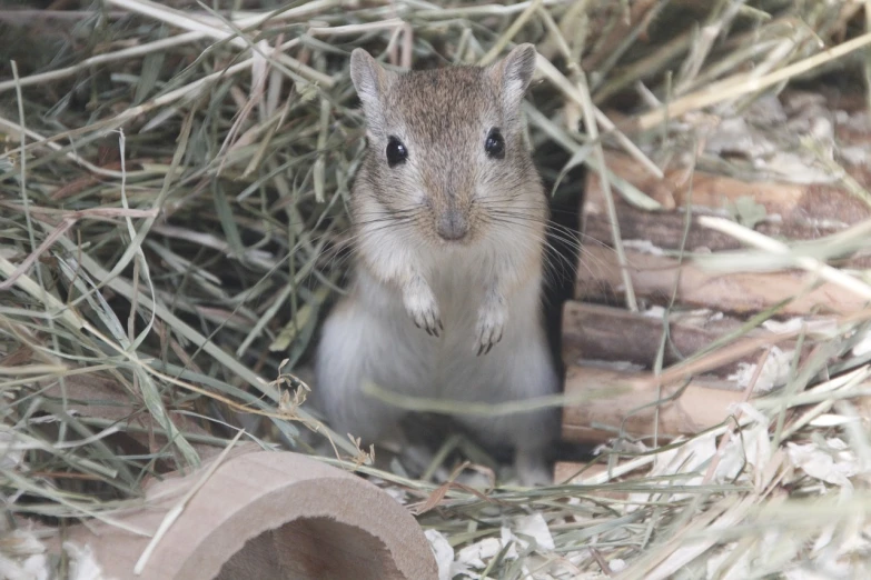 a small rodent sitting in a pile of hay, a portrait, flickr, mingei, a blond, with a white nose, squirrel, truncated snout under visor