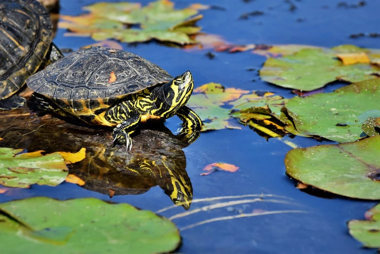 a turtle sitting on top of a pond filled with lily pads, a photo, by Jan Rustem, shutterstock, reflection puddles, high res photo, blue and yellow fauna, 🦩🪐🐞👩🏻🦳