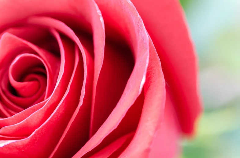 a close up of a red rose flower, a macro photograph, high detail product photo