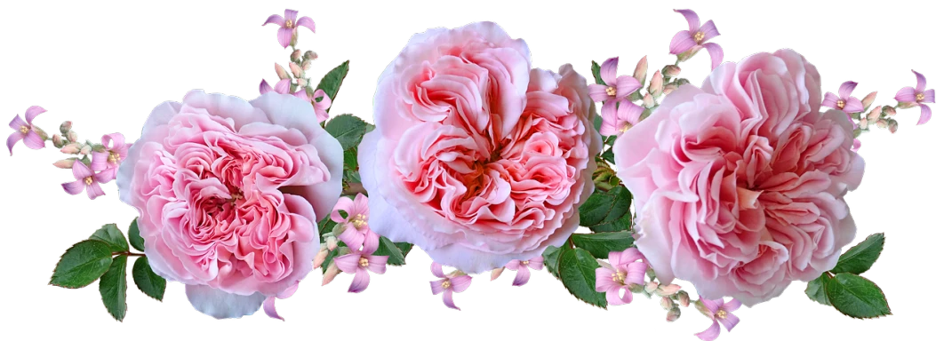 a group of pink flowers sitting next to each other, a digital rendering, inspired by Allan Ramsay, romanticism, rose-brambles, banner, floral lacework, giant rose flower head