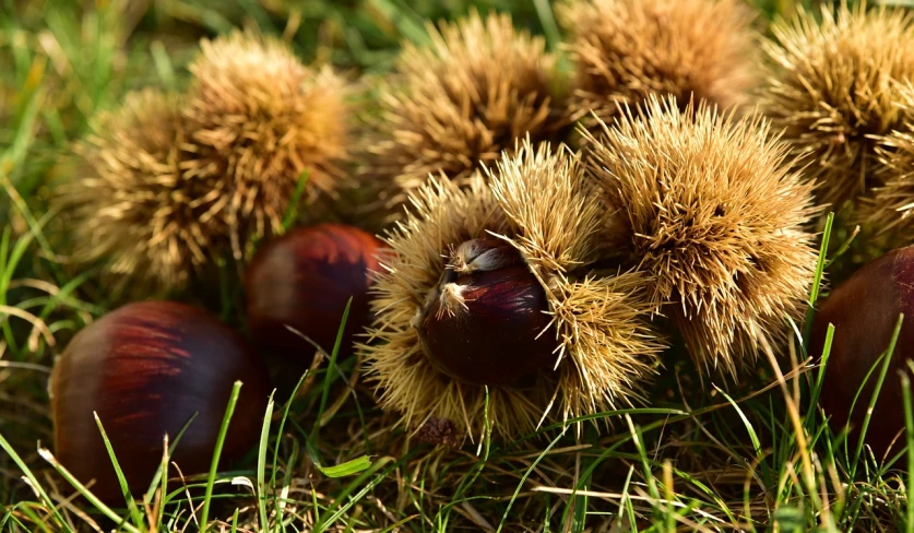 a bunch of chestnuts laying in the grass, by Jan Rustem, outdoor photo, fotografia, 🦩🪐🐞👩🏻🦳, italian