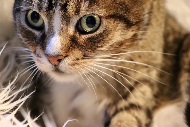 a close up of a cat with green eyes, a portrait, flickr, soft lighting, with claws, low angle photo, fierce expression 4k