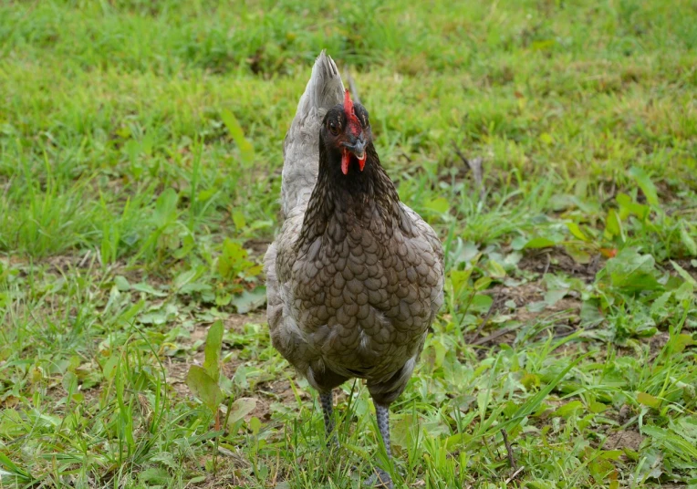 a chicken that is standing in the grass, a portrait, flickr, grey skinned, scary angry pose, mid 2 0's female, hi resolution