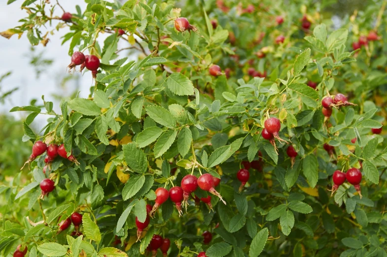 a bush filled with lots of red berries, rasquache, high res photo, high quality product image”