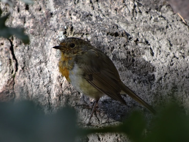 a small bird sitting on top of a tree, a portrait, by Peter Churcher, flickr, on a large marble wall, robin, dappled lighting, 1 female