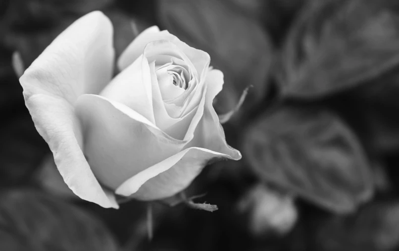 a black and white photo of a rose, a black and white photo, pixabay, today\'s featured photograph 4k, soft colors mono chromatic, !!! shallow depth of field!!!, white and silver