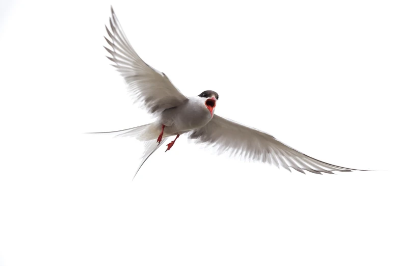 a bird that is flying in the sky, an illustration of, by Paul Bird, shutterstock contest winner, arabesque, 'white background'!!!, wildlife photo, white red, 1128x191 resolution