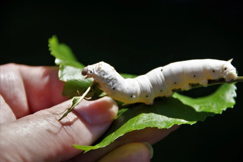 a close up of a person holding a leaf with a cater on it, by Susan Heidi, hurufiyya, flesh eating worms, the caterpillar, white paled skin, tail raised