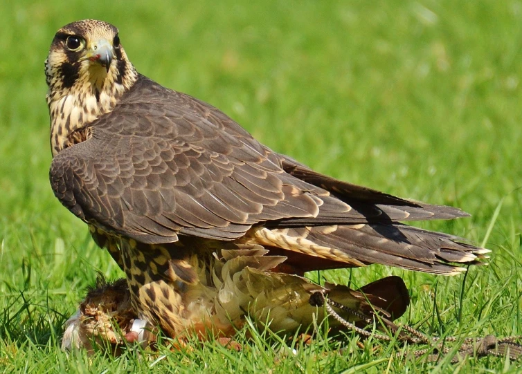 a bird that is sitting in the grass, pixabay, falcon, brood spreading, shot on a 2 0 0 3 camera, ready to eat