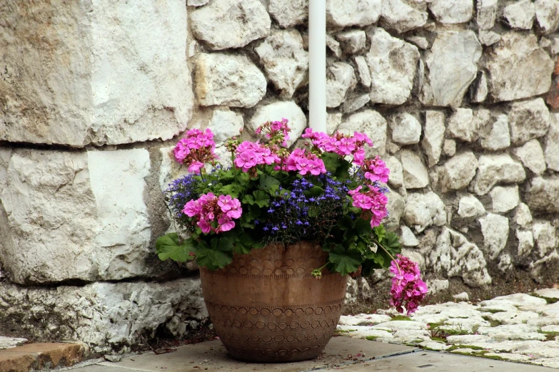 a flower pot sitting in front of a stone wall, by Romano Vio, flickr, dau-al-set, violet and pink palette, blue flowers accents, in a monestry natural lighting, brown and magenta color scheme