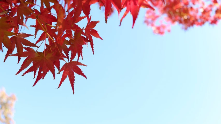 a close up of a tree with red leaves, a picture, by Maeda Masao, unsplash, sōsaku hanga, sky blue, background image, half image, wallpaper!