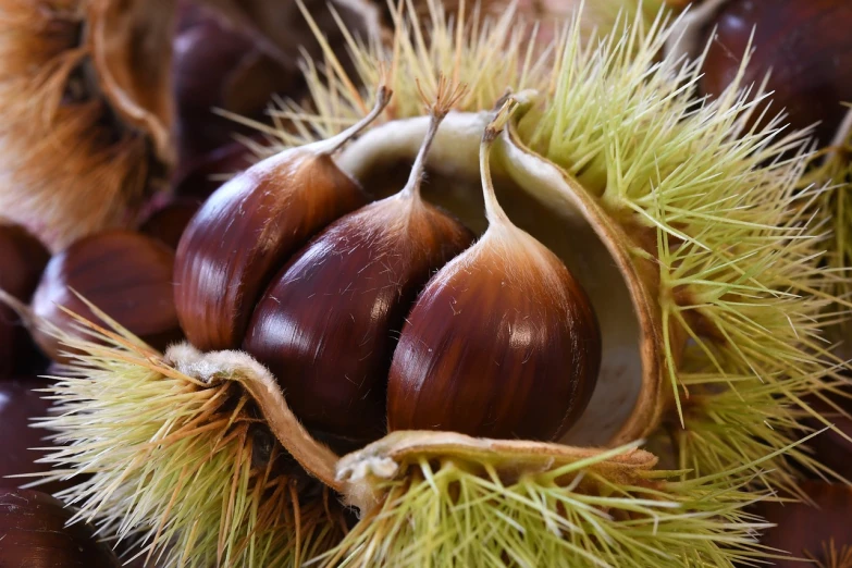 a bunch of chestnuts sitting on top of a table, a macro photograph, by Yasushi Sugiyama, hurufiyya, hibernation capsule close-up, istockphoto, spikes on the body, cornucopia