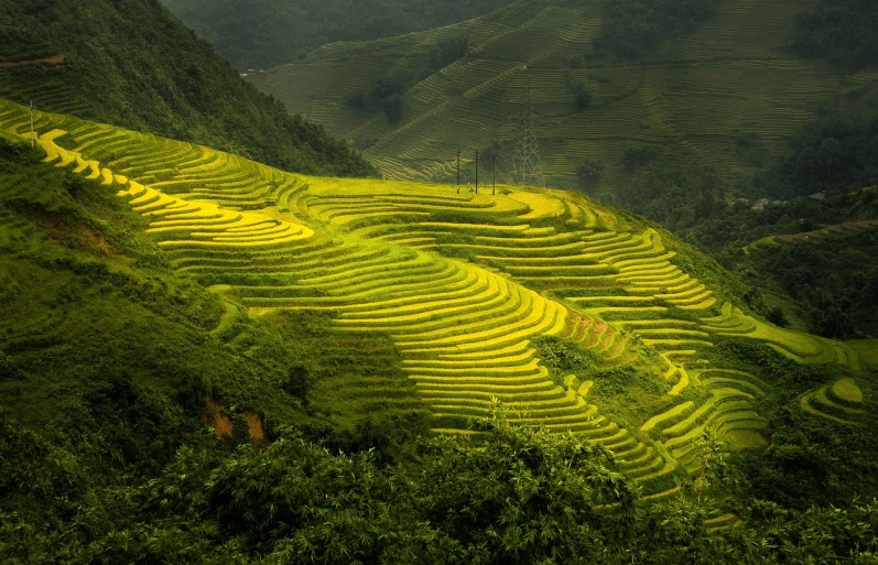 a group of people standing on top of a lush green hillside, a picture, by Yang Borun, land art, full of golden layers, amazing light, terraced, yellow