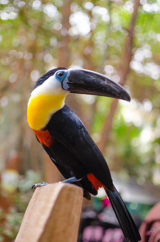 a colorful bird sitting on top of a wooden post, by Dietmar Damerau, flickr, sumatraism, toucan, beautiful black blue yellow, is looking at the camera, carnival