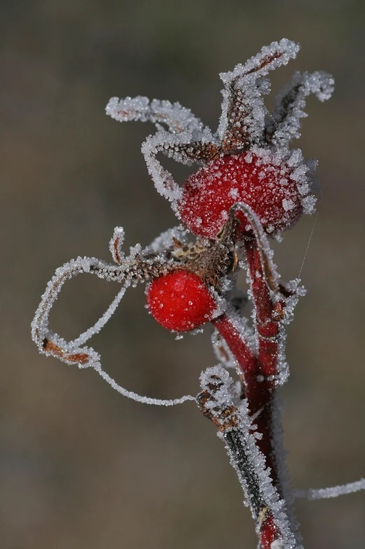 a close up of a plant with frost on it, inspired by Arthur Burdett Frost, flickr, net art, there is one cherry, red horns, full body close-up shot, rose-brambles