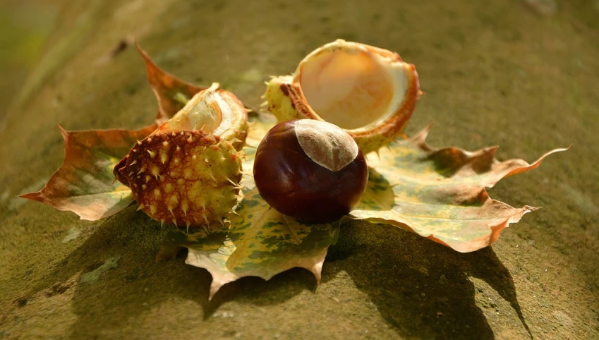 a couple of nuts sitting on top of a leaf, by Jan Rustem, pixabay, chestnut hair, horn, soft autumn sunlight, mangosteen