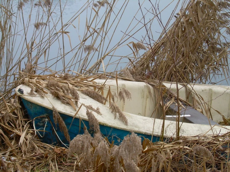 a boat that is sitting in the grass, flickr, land art, cold color, reeds, close up photo, skiff