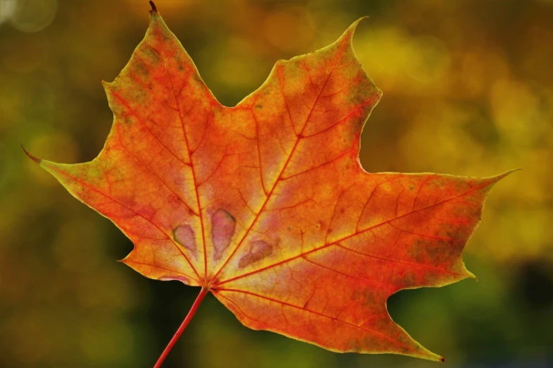 a close up of a leaf with a blurry background, a picture, by Echo Chernik, pixabay, digital art, autumn maples, vibrant orange background, older male, thin red veins