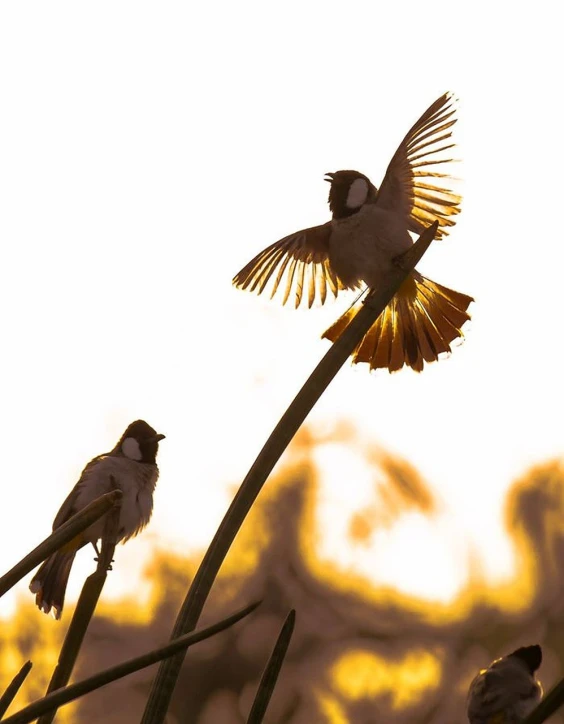 a couple of birds sitting on top of a plant, by Liang Kai, pixabay contest winner, backlit fur, flying rituals, image credit nat geo, they are fighting very angry