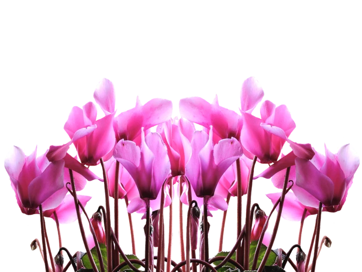 a vase filled with pink flowers on top of a table, a digital rendering, by Tadashi Nakayama, pixabay contest winner, flower sepals forming helmet, panorama, symmetry!!!, lit from below