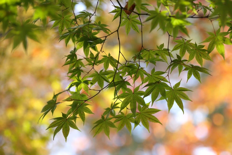 a bird perched on a branch of a tree, a picture, pixabay, shin hanga, canadian maple leaves, !!natural beauty!!, a green gold forest in japan, wallpaper”