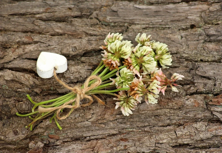 a bunch of flowers sitting on top of a piece of wood, by Sylvia Wishart, trending on pixabay, ivory and copper, clover, heart made of flowers, wilted flowers