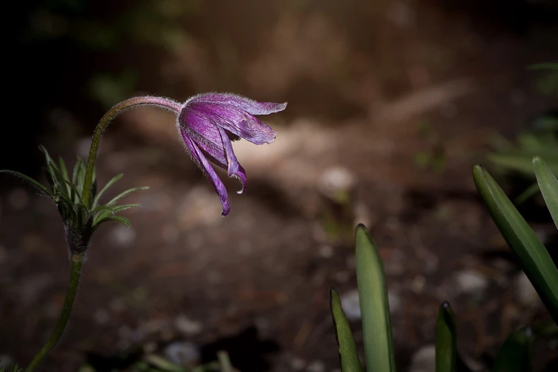 a purple flower sitting on top of a lush green field, a portrait, by Robert Brackman, featured on flickr, romanticism, hymenocallis coronaria, in a forest glade, early spring, against dark background