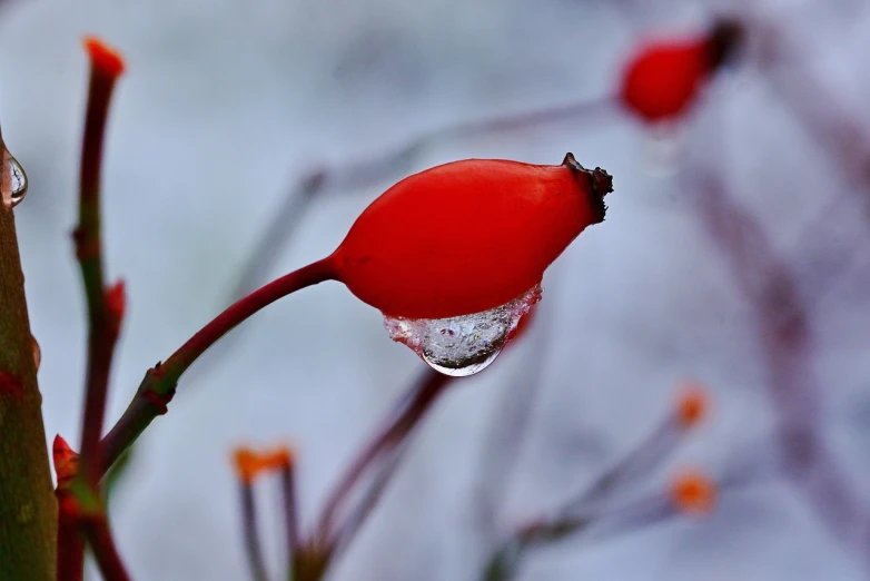 a close up of a plant with a drop of water on it, by Jan Rustem, romanticism, with red berries and icicles, red rose, nezha, svetlana belyaeva