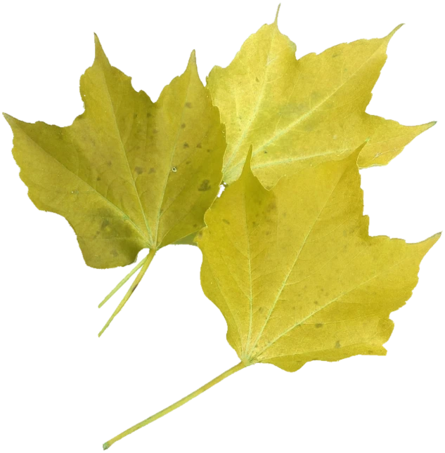 two yellow leaves on a black background, a digital rendering, hurufiyya, color photo