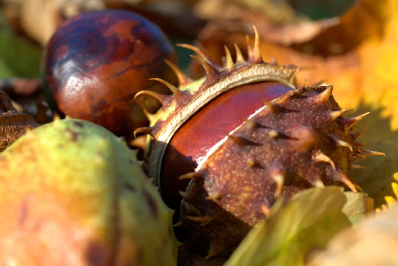 a group of nuts sitting on top of a pile of leaves, a macro photograph, hurufiyya, ferocious appearance, huge spines, autumnal colours, avatar image