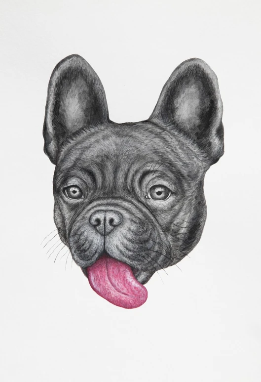 a drawing of a dog sticking its tongue out, an illustration of, by Tom Wänerstrand, shutterstock, fine art, french bulldog, realistic studio portrait, high detail illustration, black watercolour