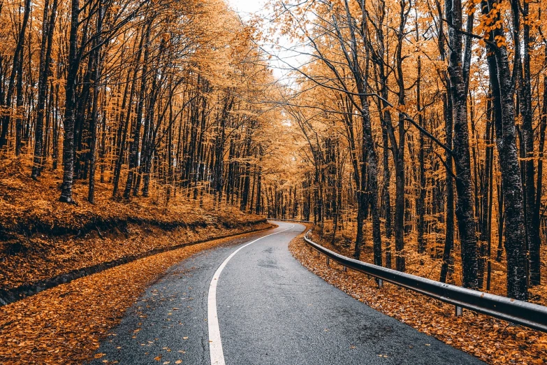 an empty road in the middle of a forest, orange colors, golden curve composition, lightroom preset, the fall season