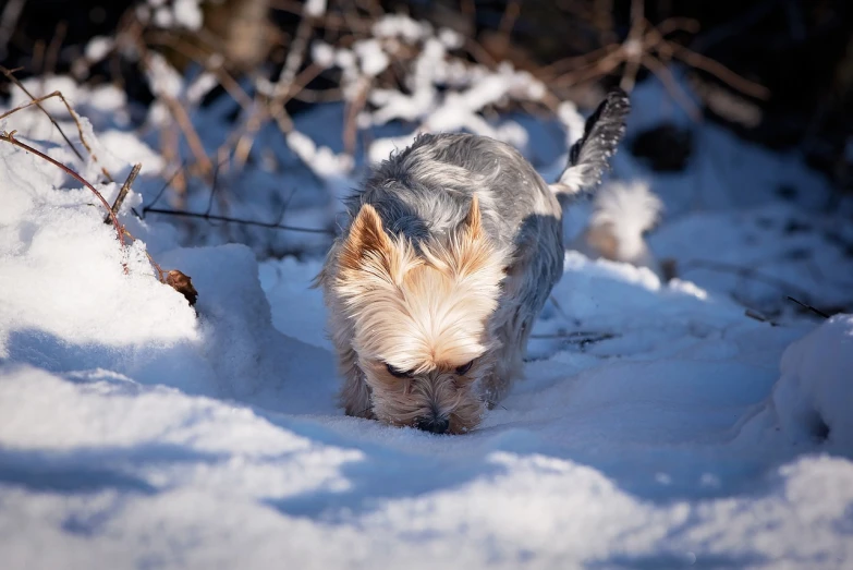 a small dog that is standing in the snow, a photo, by Zoran Mušič, shutterstock, a silver haired mad, digging, yorkshire terrier, shady dull weather