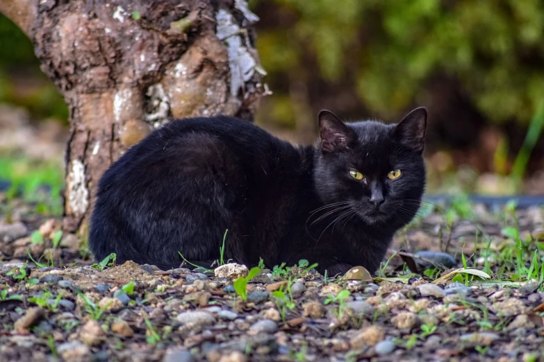 a black cat sitting in the grass next to a tree, a portrait, by Terese Nielsen, flickr, on a sidewalk of vancouver, armored cat, maus in forest, older male