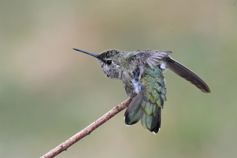 a hummingbird sitting on top of a tree branch, by Juergen von Huendeberg, flickr, arabesque, gray mottled skin, hairs fluttering on the wing, 1/1250sec at f/2.8, draped with water and spines