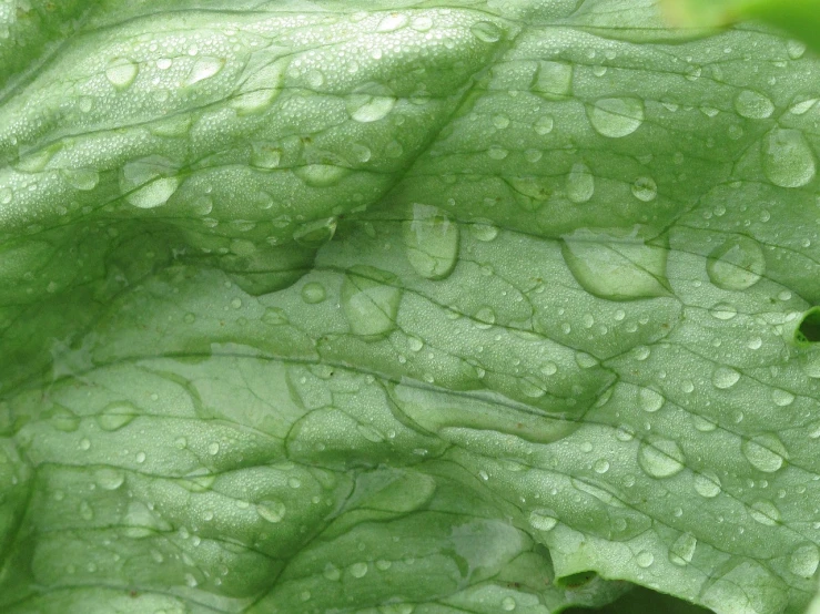 a close up of a leaf with water droplets on it, by Edward Corbett, renaissance, tremella - fuciformis, shade, lettuce, shelter