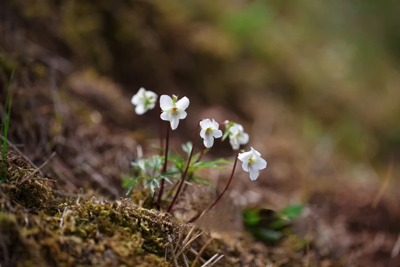 a group of small white flowers growing out of the ground, a macro photograph, boreal forest, patrick faulwetter, very little moss, tremella fuciformis