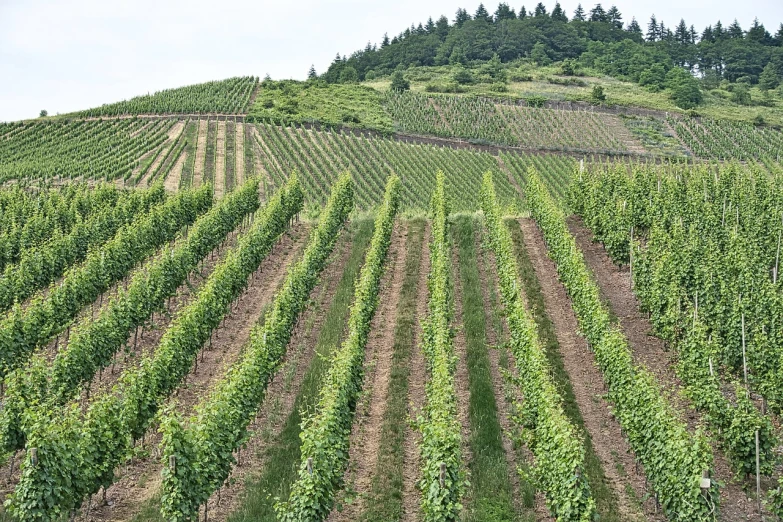 a vineyard with rows of vines in the foreground, by Joseph von Führich, shutterstock, clear lines!!, hill with trees, wide establishing shot, july