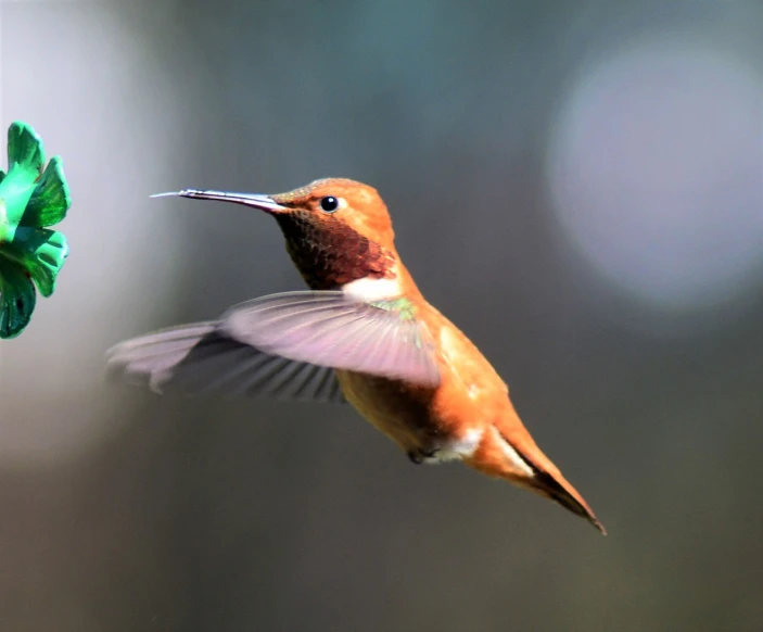 a hummingbird flying next to a green flower, by Jim Nelson, (((rusty))), side view close up of a gaunt, small mouth, caught on camera