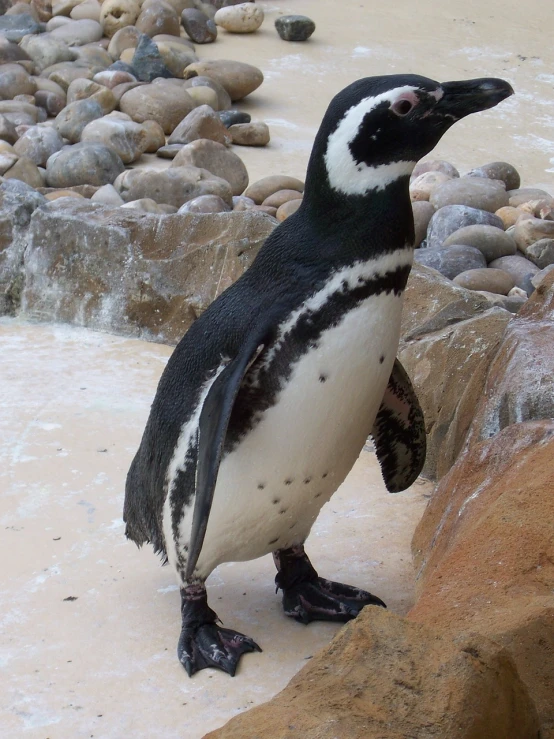 a black and white penguin standing on top of a rock, inspired by Samuel Silva, flickr, gooey skin, from wikipedia, brazilian, a super-smart