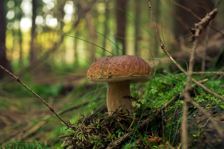 a mushroom sitting on top of a lush green forest, a picture, by Marten Post, in the autumn forest, well focused, damp, lit from the side