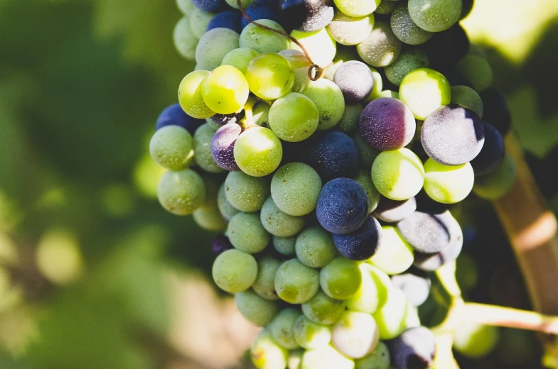 a close up of a bunch of grapes on a vine, unsplash, figuration libre, colorised, instagram photo, jenny seville, half image