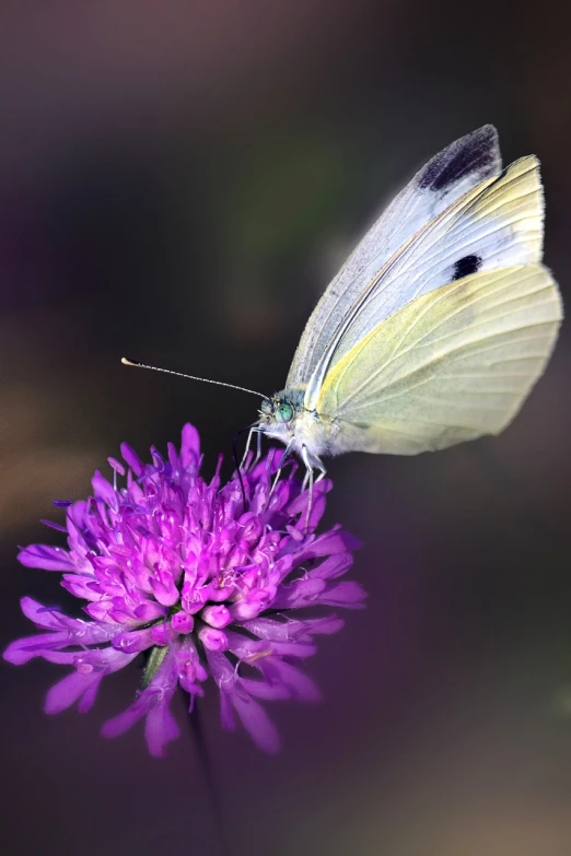 a butterfly sitting on top of a purple flower, by Dave Allsop, flickr, intense albino, ultrafine detail ”, watch photo