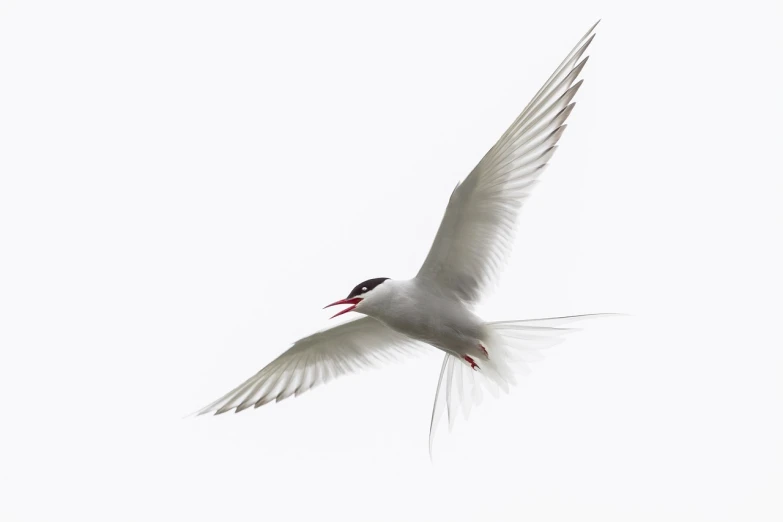 a bird that is flying in the sky, by Paul Bird, shutterstock contest winner, arabesque, 'white background'!!!, red-eyed, ultrafine detail ”, smooth shank