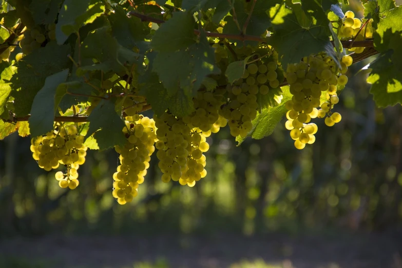 a bunch of yellow grapes hanging from a tree, a picture, by Joseph von Führich, shutterstock, figuration libre, evening sunlight, whites, ny, contre jour