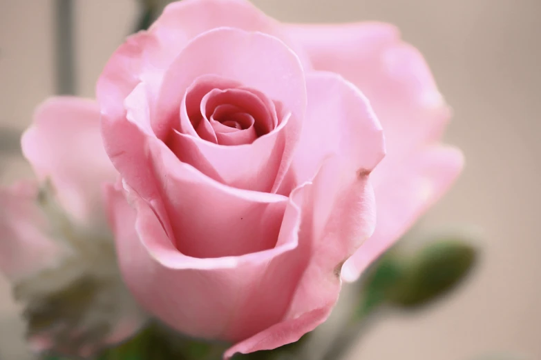 a close up of a pink rose in a vase, a macro photograph, shutterstock, closeup photo, semi - realistic render, stock photo